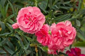 Caryophyllus Flower Seeds for Planting – Heirloom, Non-GMO, High Germination Organic Garden Seeds (100pcs)