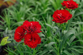 Caryophyllus Flower Seeds for Planting – Heirloom, Non-GMO, High Germination Organic Garden Seeds (100pcs)