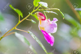 Parrot Orchid Flower Seeds for Planting – Heirloom, Non-GMO, High Germination Organic Garden Seeds (100pcs)