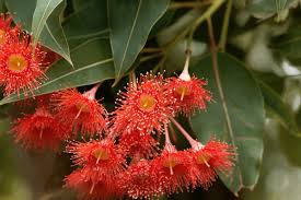 Ficifolia Flower Seeds for Planting – Heirloom, Non-GMO, High Germination Organic Garden Seeds (100pcs)