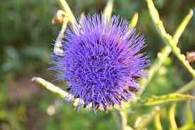 Blue Cardoon Flower Seeds for Planting – Heirloom, Non-GMO, High Germination Organic Garden Seeds (100pcs)