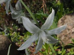 Pansy White Flower Seeds for Planting – Heirloom, Non-GMO, High Germination Organic Garden Seeds (100pcs)