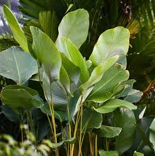Cream Green Calathea Lutea Flower Seeds for Planting – Heirloom, Non-GMO, High Germination Organic Garden Seeds (100pcs)