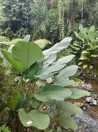Cream Green Calathea Lutea Flower Seeds for Planting – Heirloom, Non-GMO, High Germination Organic Garden Seeds (100pcs)
