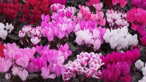 Cyclamen Light Pink Flower Seeds for Planting – Heirloom, Non-GMO, High Germination Organic Garden Seeds (100pcs)