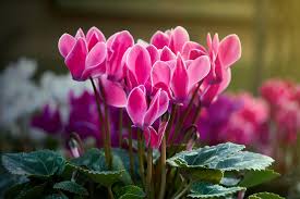 Cyclamen Light Pink Flower Seeds for Planting – Heirloom, Non-GMO, High Germination Organic Garden Seeds (100pcs)