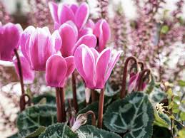 Cyclamen Light Pink Flower Seeds for Planting – Heirloom, Non-GMO, High Germination Organic Garden Seeds (100pcs)