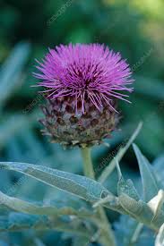 Blue Cardoon Flower Seeds for Planting – Heirloom, Non-GMO, High Germination Organic Garden Seeds (100pcs)