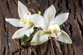 Vanilla Orchid Flower Seeds for Planting – Heirloom, Non-GMO, High Germination Organic Garden Seeds (100pcs)