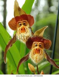 Brown Monkey Orchid Flower Seeds for Planting – Heirloom, Non-GMO, High Germination Organic Garden Seeds (100pcs)