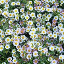 Alyssum Flower Seeds for Planting – Heirloom, Non-GMO, High Germination Bright Blooms