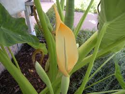 Elephant’s Ear Flower Seeds for Planting – Heirloom, Non-GMO, High Germination Organic Garden Seeds (100pcs)