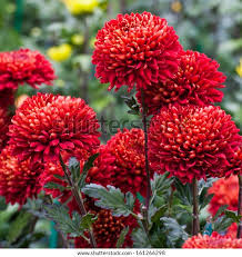Chrysanthemum Red Flower Seeds for Planting – Heirloom, Non-GMO, High Germination Organic Garden Seeds (100pcs)