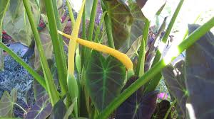 Elephant’s Ear Flower Seeds for Planting – Heirloom, Non-GMO, High Germination Organic Garden Seeds (100pcs)