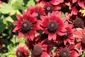 Red Rudbeckia Flower Seeds for Planting – Heirloom, Non-GMO, High Germination Organic Garden Seeds (100pcs)