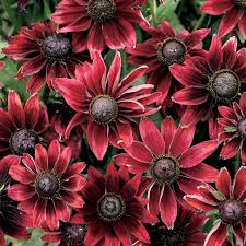 Red Rudbeckia Flower Seeds for Planting – Heirloom, Non-GMO, High Germination Organic Garden Seeds (100pcs)