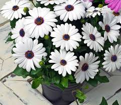 Osteospermum White Flower Seeds for Planting – Heirloom, Non-GMO, High Germination Organic Garden Seeds (100pcs)