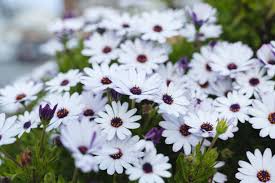 Osteospermum White Flower Seeds for Planting – Heirloom, Non-GMO, High Germination Organic Garden Seeds (100pcs)