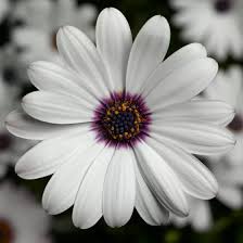 Osteospermum White Flower Seeds for Planting – Heirloom, Non-GMO, High Germination Organic Garden Seeds (100pcs)