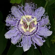 Passionflower Flower Seeds for Planting – Heirloom, Non-GMO, High Germination Organic Garden Seeds (100pcs)