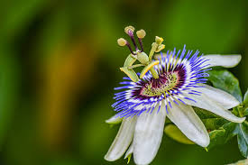 Passionflower Flower Seeds for Planting – Heirloom, Non-GMO, High Germination Organic Garden Seeds (100pcs)