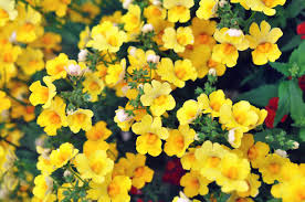 Yellow Nemesia Flower Seeds for Planting – Heirloom, Non-GMO, High Germination Organic Garden Seeds (100pcs)