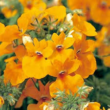 Yellow Nemesia Flower Seeds for Planting – Heirloom, Non-GMO, High Germination Organic Garden Seeds (100pcs)