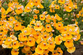 Yellow Nemesia Flower Seeds for Planting – Heirloom, Non-GMO, High Germination Organic Garden Seeds (100pcs)