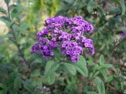 Heliotropium Flower Seeds for Planting – Heirloom, Non-GMO, High Germination Organic Garden Seeds (100pcs)