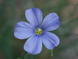 Blue Linum Flower Seeds for Planting – Heirloom, Non-GMO, High Germination Organic Garden Seeds (100pcs)
