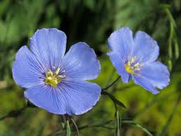 Blue Linum Flower Seeds for Planting – Heirloom, Non-GMO, High Germination Organic Garden Seeds (100pcs)