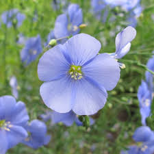 Blue Linum Flower Seeds for Planting – Heirloom, Non-GMO, High Germination Organic Garden Seeds (100pcs)