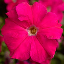 Pink White Tritunia Rose Flower Seeds for Planting – Heirloom, Non-GMO, High Germination Organic Garden Seeds (100pcs)