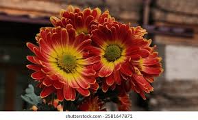 Chrysanthemum Red Flower Seeds for Planting – Heirloom, Non-GMO, High Germination Organic Garden Seeds (100pcs)