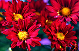 Chrysanthemum Red Flower Seeds for Planting – Heirloom, Non-GMO, High Germination Organic Garden Seeds (100pcs)