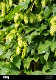 Green Humulus Lupulus Flower Seeds for Planting – Heirloom, Non-GMO, High Germination Organic Garden Seeds (100pcs)