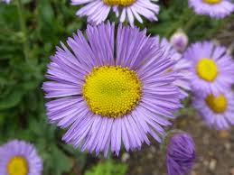 Violet Erigeron Flower Seeds for Planting – Heirloom, Non-GMO, High Germination Organic Garden Seeds (100pcs)
