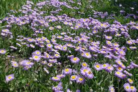 Violet Erigeron Flower Seeds for Planting – Heirloom, Non-GMO, High Germination Organic Garden Seeds (100pcs)
