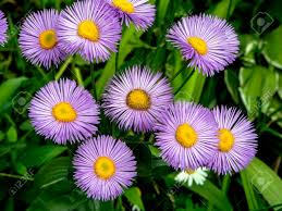 Violet Erigeron Flower Seeds for Planting – Heirloom, Non-GMO, High Germination Organic Garden Seeds (100pcs)