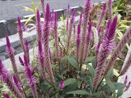 Celosia Spicata Flower Seeds for Planting – Heirloom, Non-GMO, High Germination Organic Garden Seeds (100pcs)