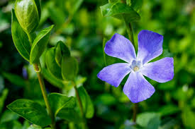 Purple Vinca Periwinkle Flower Seeds for Planting – Heirloom, Non-GMO, High Germination Organic Garden Seeds (100pcs)