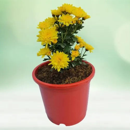 Lemon Yellow Aster Flower Seeds for Planting – Heirloom Non-GMO High Germination Organic Garden Seeds