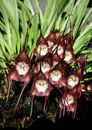 Black Monkey Face Orchid Flower Seeds for Planting – Pollinator Friendly, Heirloom & Non-GMO Seeds for Home Garden, 100pcs