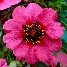 Pink Miss Willmott Flower Seeds for Planting – Low Maintenance, Heirloom & Non-GMO Seeds for Home Garden, 100pcs