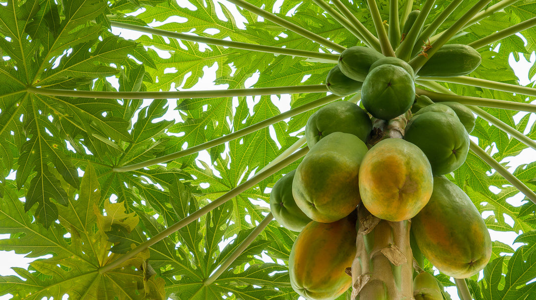 Colorful Papaya Fruit seeds – Heirloom, Non-GMO seeds for Planting in Exotic Home Gardens