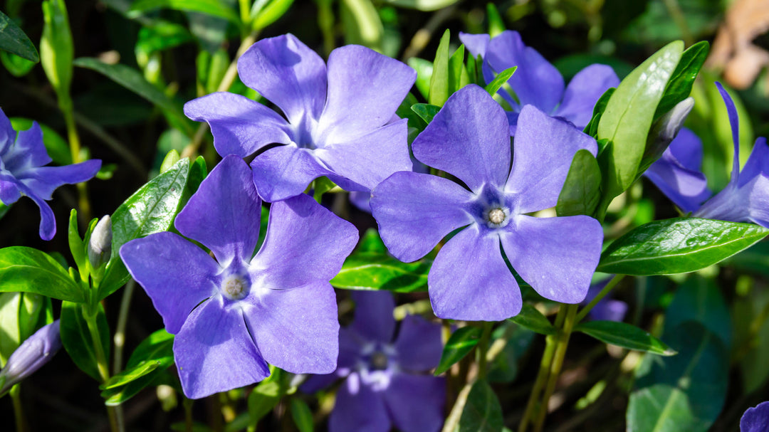Vinca Minor Flower Seeds for Planting - Heirloom, Non-GMO, High Germination Organic Garden Seeds