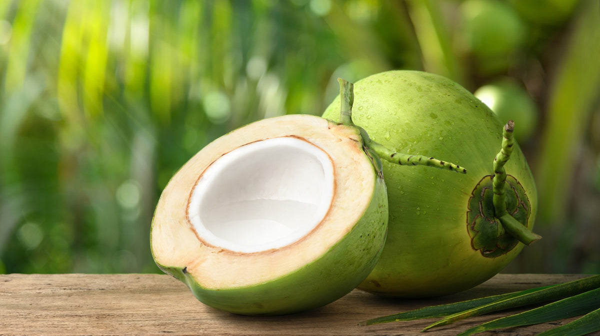Tropical Coconut Fruit Seeds for Planting – Heirloom, Non-GMO Hardy Exotic Garden Tree Seeds