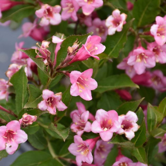 Mixed Weigela Flower Seeds – Heirloom, Non-GMO, High Germination Organic Garden Seeds for Planting