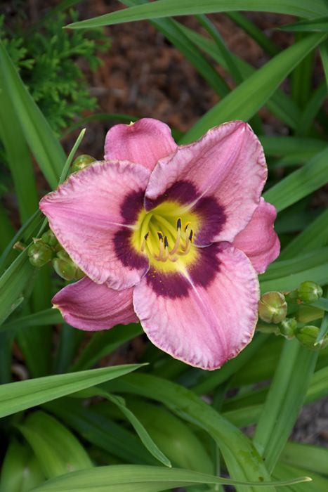 Pink Hemerocallis Flower seeds for Planting - Seasonal Bloomer, Heirloom &amp; GMO Free Seeds for Home Garden, Non-GMO