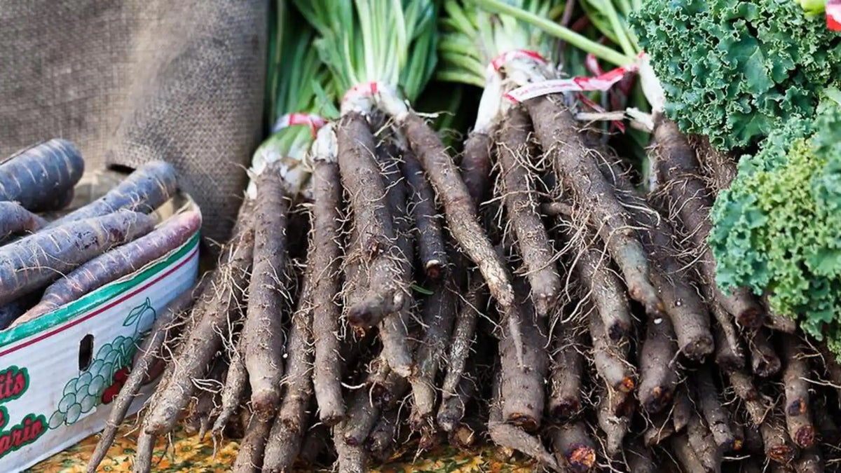 Salsify Seeds – Heirloom Non-GMO Unique Root Vegetable Seeds for Planting, Organic Garden Seeds, High Germination